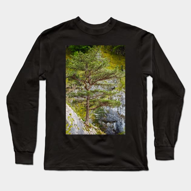 Pinus nigra on mountains peak Long Sleeve T-Shirt by naturalis